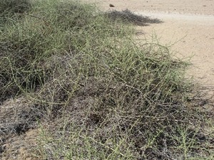 Pustynia Namib