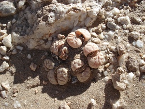 Pustynia Namib