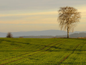 Pejzaż 