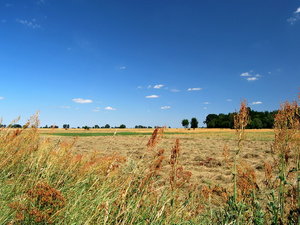 łąki i pola