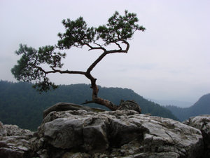 Pieniny - Sokolica