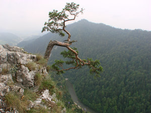 Pieniny - Sokolica