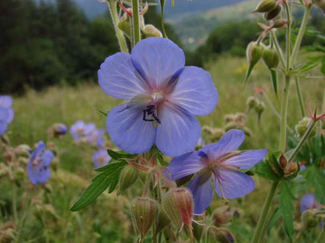 114056 - Pieniny