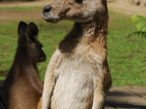 kangury w parku w Kurandzie