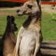 kangury w parku w Kurandzie