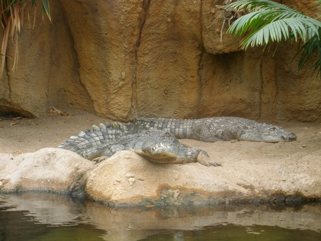 ZOO Blijdorp w Rotterdamie