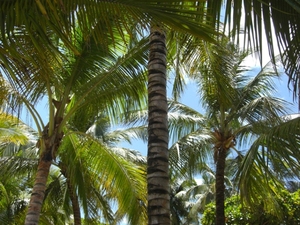 Palmy na plaży w Cabarete