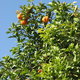 drzewko pomarańczowe. Shiraz