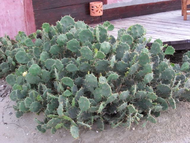 Kaktusik przed knajpką