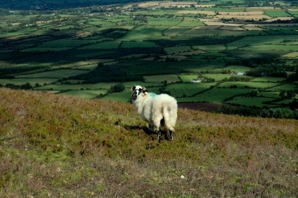 okolice kilkenny