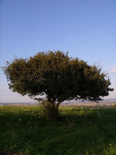 Ziemia