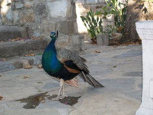 Turcja, Bodrum