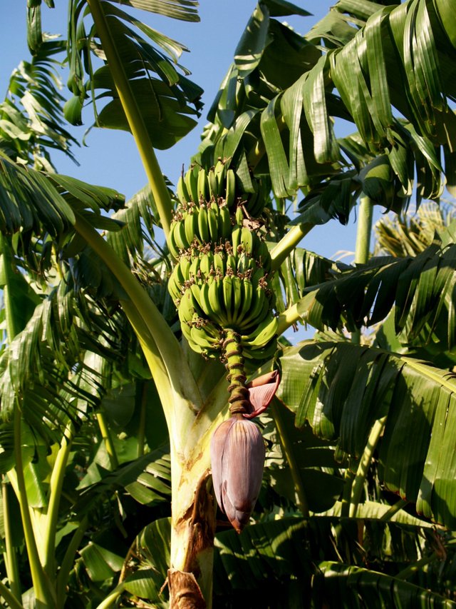 przerywnik - bananowiec:)