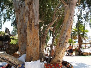 Turcja, Bodrum - Bitez