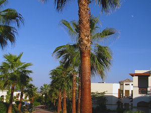 Egipt Sharm El Sheikh - Hotel Shores Aloha