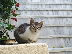 Agia Pelagia Kreta kreteńśki kot