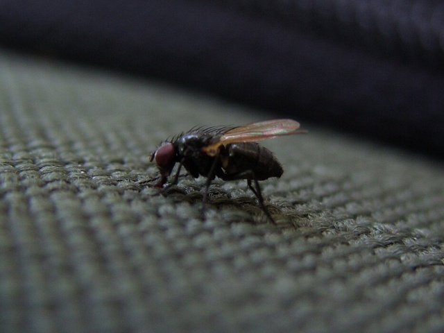 Ziemia