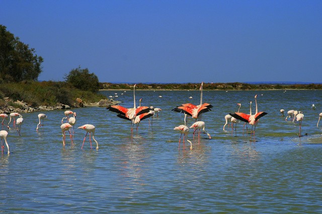 Flamingi w delcie Rodanu (Francja)