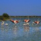 Flamingi w delcie Rodanu (Francja)