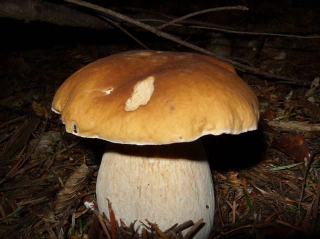 Ziemia