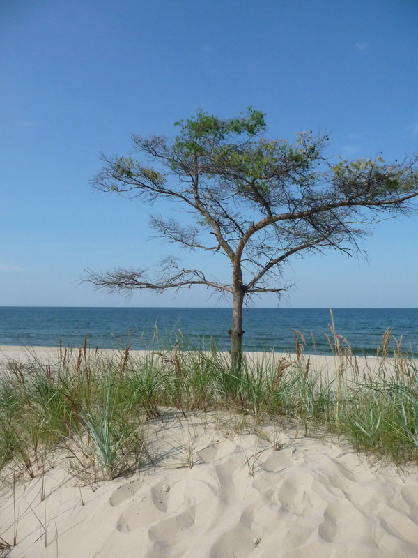 dzika plaża..