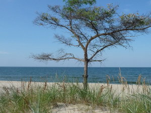 dzika plaża..