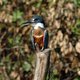 Kingfisher w Pantanal