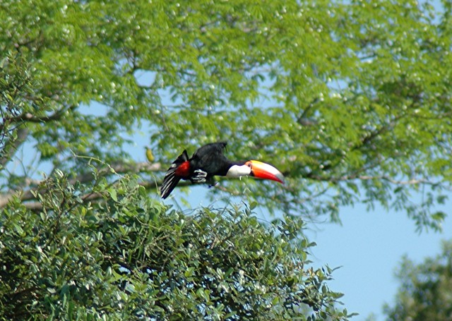 Tukan w Pantanal