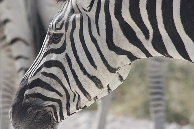 Zebra - Etosha National Park