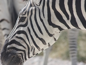 Zebra - Etosha National Park