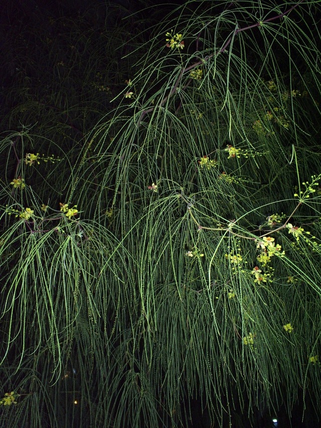Przyroda
