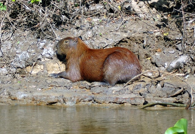 Kapibara 