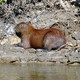 Kapibara 