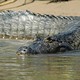 Pantanal, Brazylia