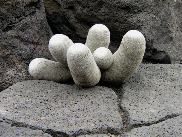 W kaktusowym raju
