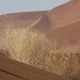 Roślinność pustynna