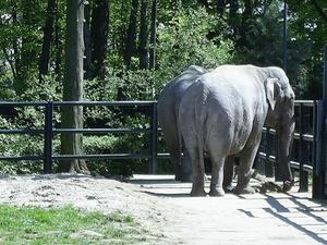 krakowskie zoo