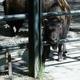 krakowskie zoo