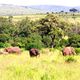 Kenia  394 Słonie przy  posiłku.