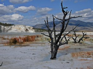 Mammoth Hot Springs