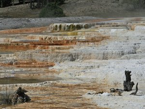 Mammoth Hot Springs