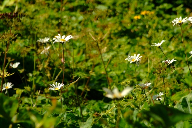 W drodze na Giewont