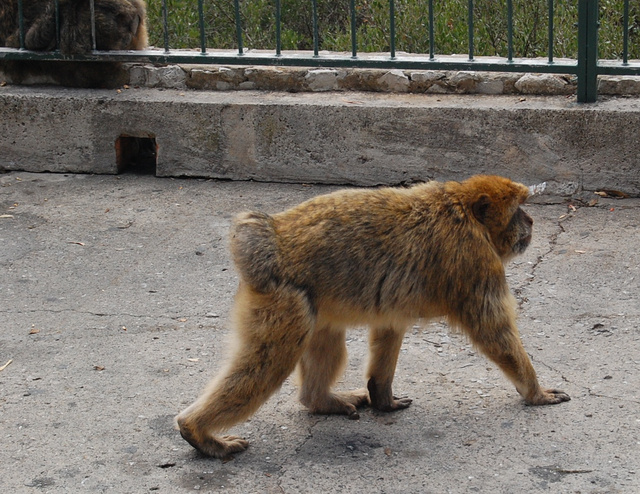 Gibraltar