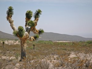 Pustynia kaktusowa, stan Zacatecas