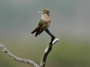 Kolibry w Barranca del Cobre