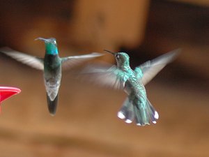 Taniec kolibrow