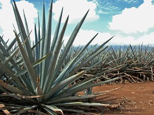 Tequila, plantacja agave
