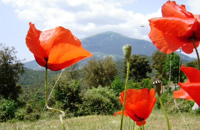 Monte Cassino