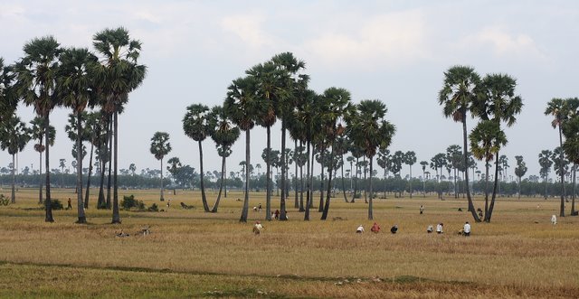 Kambodża z drogi nr 7