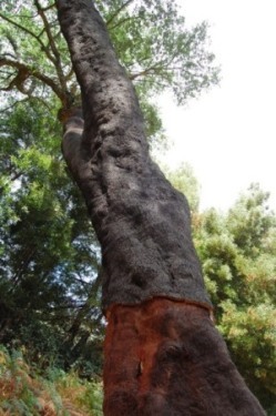 drzewo korkowe